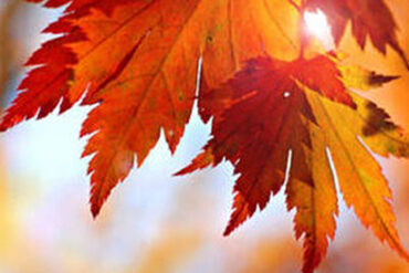 Hřejivá péče – masáž horkými kameny.